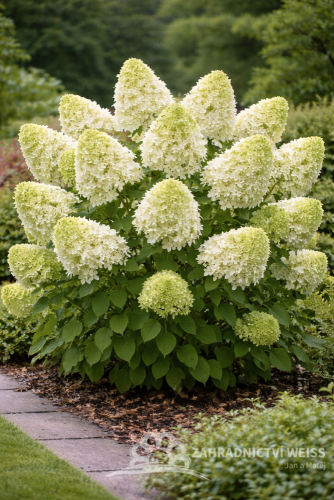 HORTENZIE LATNATÁ - HYDRANGEA PANICULATA SKYFALL
