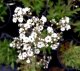 GYPSOPHILA PANICULATA "SNOWFLAKE"- BÍLÁ