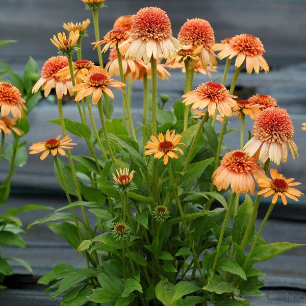 TŘAPATKA - ECHINACEA "SUPREME CANTALOUPE"
