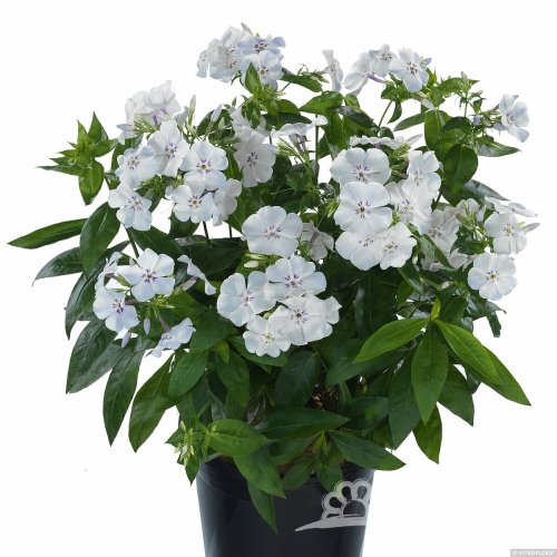FLOX VZPŘÍMENÝ– PHLOX PANICULATA FLAME ® PRO LIGHT BLUE