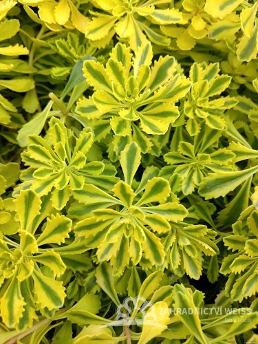 SEDUM KAMTSCHATICUM THE EDGE