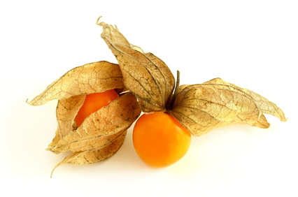 MOCHYNĚ PERUÁNSKÁ