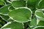 HOSTA HYBRID FRANCEE