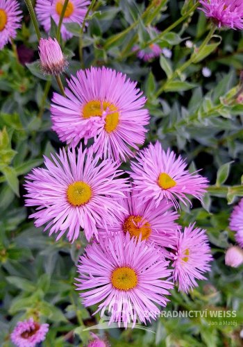 TURAN - ERIGERON GLAUCUS SEA BREEZE