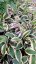 HOSTA HYBR. PATRIOT