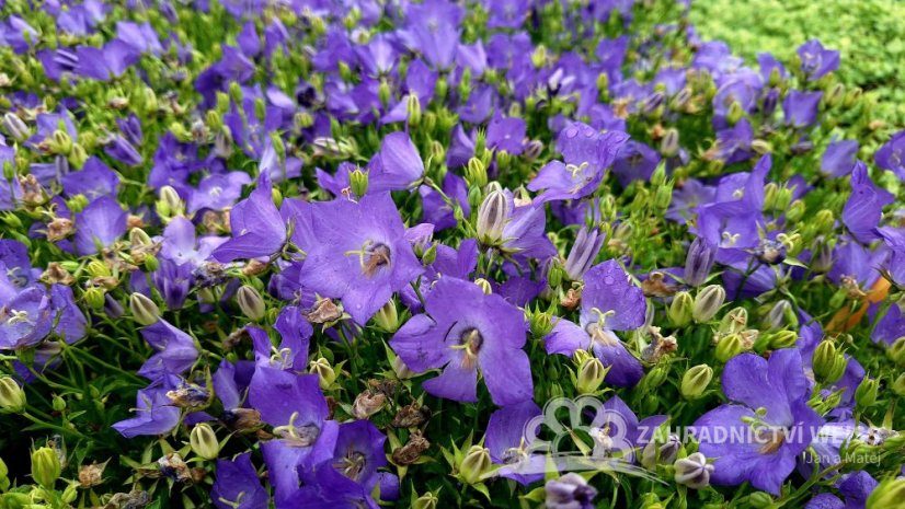 ZVONEK KARPATSKÝ - CAMPANULA KARPATICA AVIDA BLUE