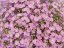GYPSOPHILA MURALIS TEENY DEEP ROSE