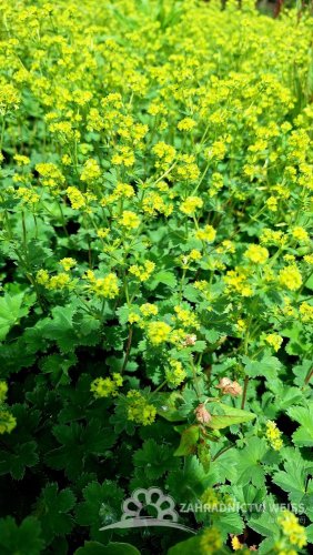 KONTRYHEL RUDONOHÝ - ALCHEMILLA ERYTHROPODA ALMA