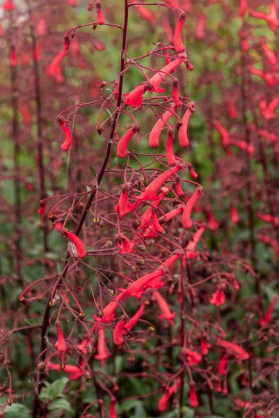 PHYGELIUS AEQUALIS CHERRY RIPE
