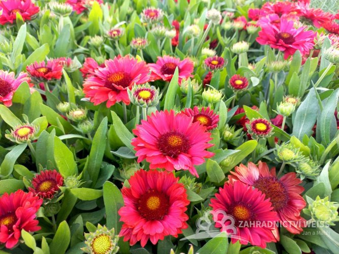 KOKARDA – GAILLARDIA AR. SPINTOP RED
