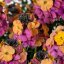 ERYSIMUM ERYSISTIBLE SUNSET