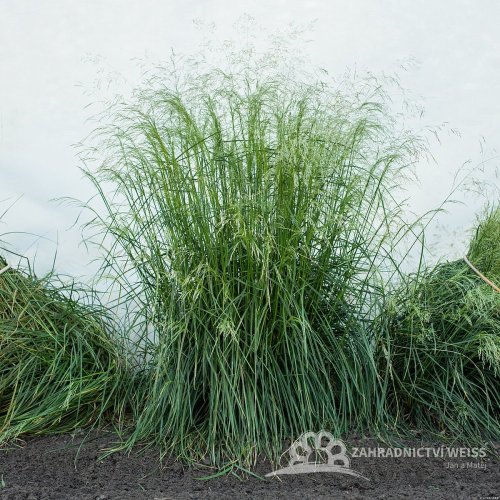 METLICE TRSNATÁ - DESCHAMPSIA CAESPITOSA TARDIFLORA