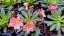 LEWISIA ELISE BRIGHT MIX