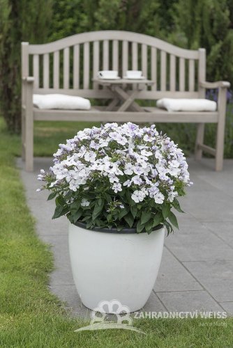 FLOX VZPŘÍMENÝ– PHLOX PANICULATA FLAME ® PRO LIGHT BLUE