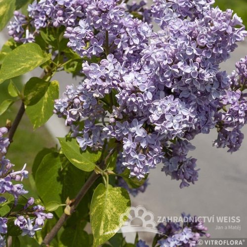ŠEŘÍK OBECNÝ - SYRINGA VULGARIS AUCUBAEFOLIA