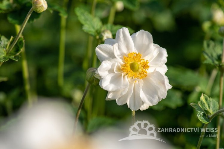 ANEMONE HYB. SUMMER WHIRLWIND