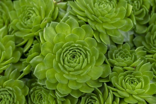 NETŘESK – SEMPERVIVUMHYBRIDUM AQUARIUS