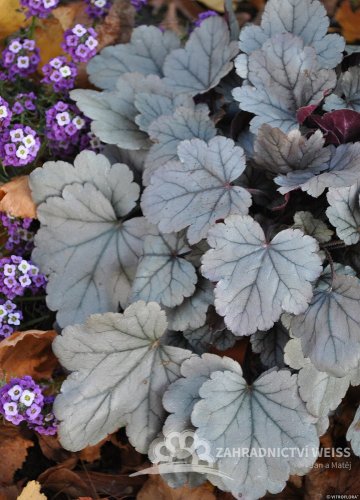 HEUCHERA SILVER GUMDROP