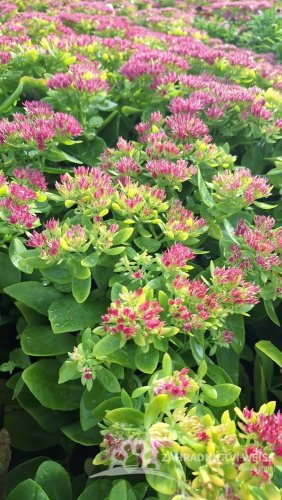 SEDUM SPECTABILE HOT STUFF