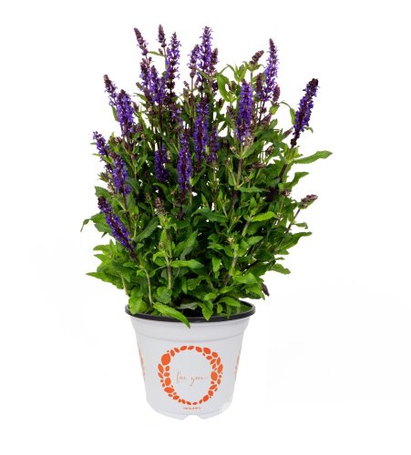 SALVIA NEMOROSA NOCHE