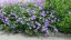 KAKOST - GERANIUM  HYBRIDA ROZZANE
