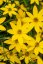 KRÁSNOOČKO - COREOPSIS VERTICILLATA ZAGREB