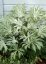 FATSIA JAPONICA SPIDER´S WEB