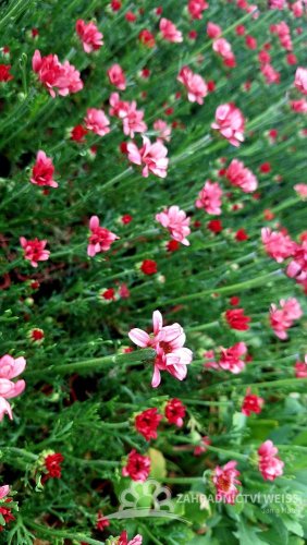 KOPRETINA MAROCKÁ - RHODANTHEMUM HOSMARIENSE ZAGORA PINK ®