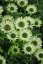 TŘAPATKA - ECHINACEA "GREEN JEWEL"