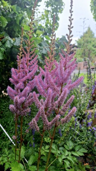 ČECHRAVA - ASTILBE CHINENSIS PUMILA