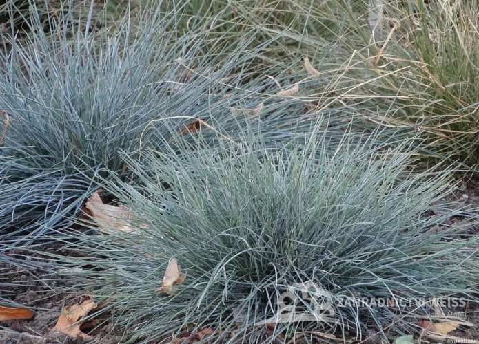 FESTUCA GLAUCA AZURIT
