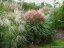 MISCANTHUS SINENSIS POLONUS