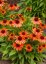 ECHINACEA PURPUREA – ORANGE SKIPPER