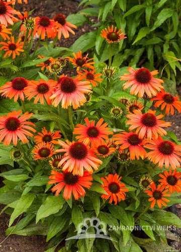 ECHINACEA PURPUREA – ORANGE SKIPPER
