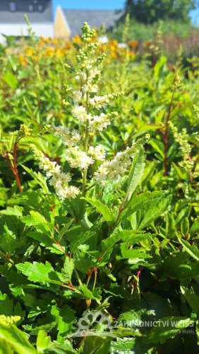ASTILBE - ČECHRAVA ASTARY WHITE