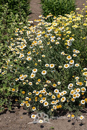 RMEN BARVÍŘSKÝ – ANTHEMIS TINCTORIA SAUCE HALLANDAISE