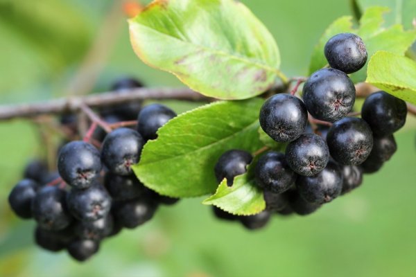ARONIA MITSCHURINI "AMIT" -  ČERNÝ JEŘÁB