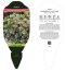 SEDUM SUNSPARKLER " LIME ZINGER"  ®