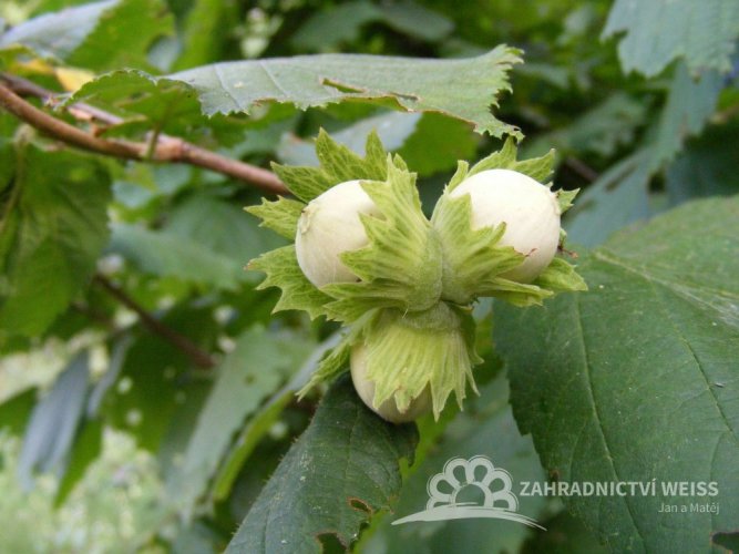 LÍSKA OBECNÁ - CORYLUS AVELLANA - LÍSKOVÉ OŘECHY