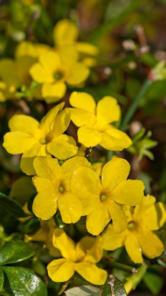 JASMÍN NAHOKVĚTÝ - JASMINUM NUDIFLORUM