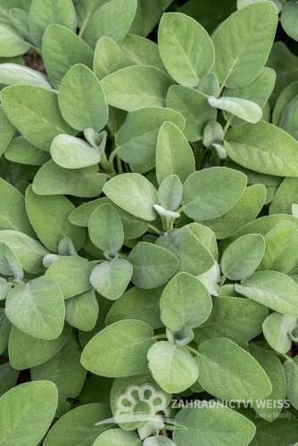 ŠALVĚJ LÉKAŘSKÁ - BABSKÉ UCHO - SALVIA OFFICINALIS BERGGARTEN