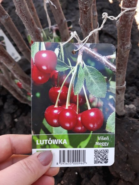 VIŠEŇ - LUTÓVKA