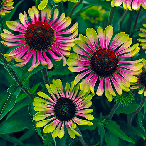 ECHINACEA "GREEN TWISTER"