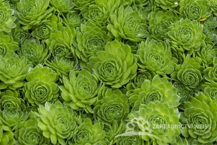 NETŘESK – SEMPERVIVUMHYBRIDUM AQUARIUS