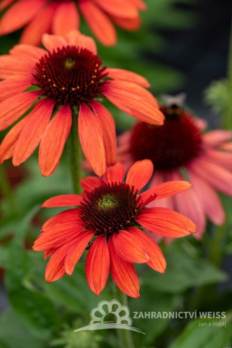 ECHINACEA RED PEARL