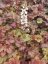 HEUCHERELLA x HYBRIDA BUTTERED RUM