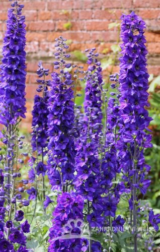 DELPHINIUM x HYBR. MAGIC FONTAIN DARK BLUE/BLACK BEE