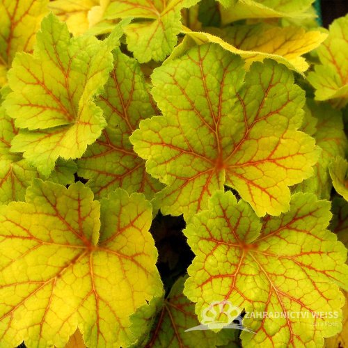 HEUCHERA - ELECTRA