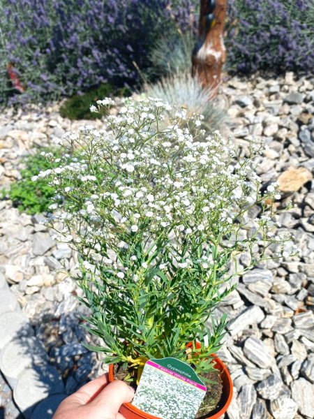 GYPSOPHILA PANICULATA.  FESTIVAL WHITE FLARE