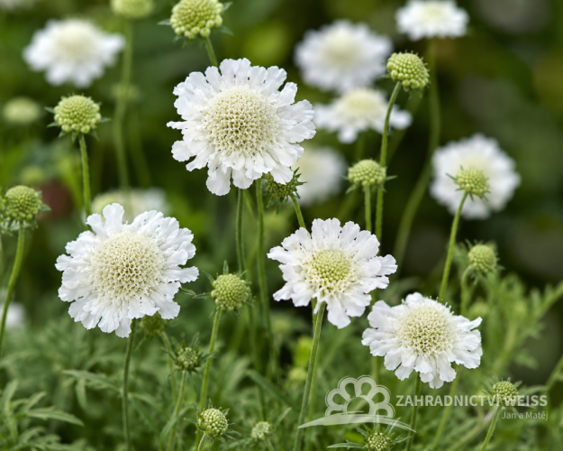 HLAVÁČ - SCABIOSA COLUMBARIA ATALANTA WHITE
